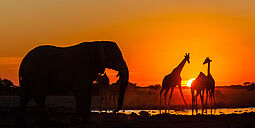 Elefant und zwei Giraffen